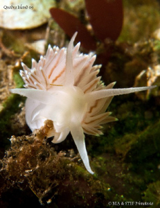 Flabellina triophina. Canon G10, Inon D 2000 & 2X UCL165. by Bea & Stef Primatesta 